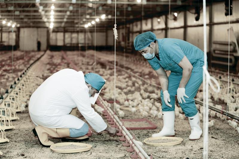 Orgio poultry production complex